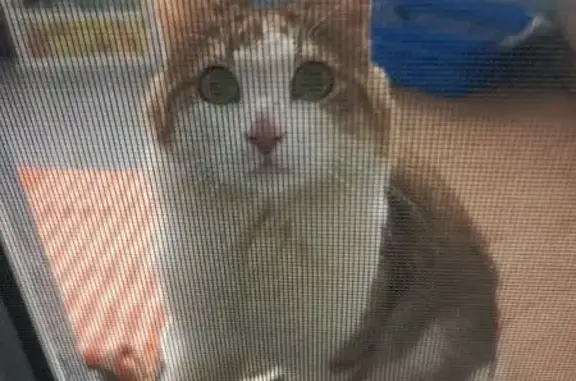 Кошка найдена на ул. Куйбышева, Владимир