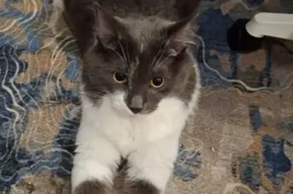 Пропал кот, ул. А. Люкина, 7, Н. Новгород