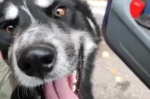 Найдена собака, Саратов, фото: Собака найдена: ул. Плякина, 5, Саратов