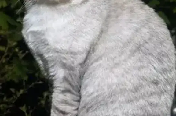 Кошки потеряшки, , фото: Потеряшка кошка, Просторная ул. 52, Павловка