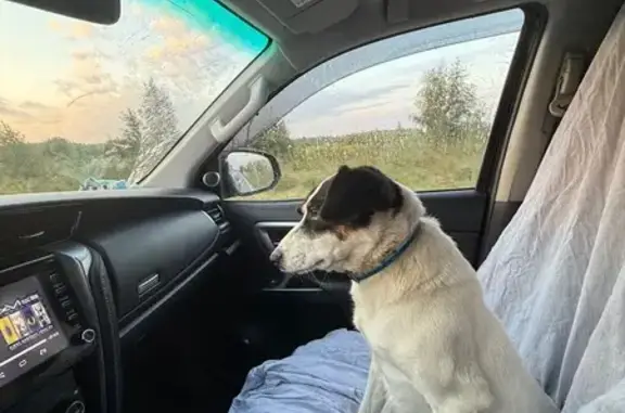 Пропала собака, Водная ул. 8, Гвардейск