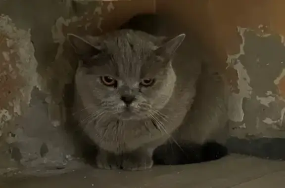 Кошка найдена в Красноярске, Красноярский край