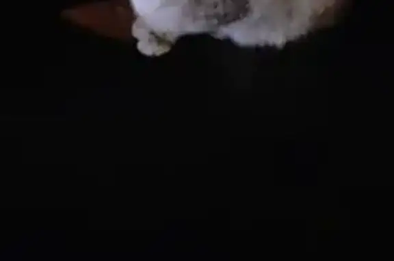 Найдена кошка, Москва, фото: Кошка найдена у Дикси, Россошанская 7