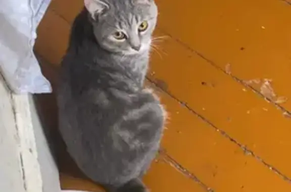 Пропала серая кошка, Уральская 13