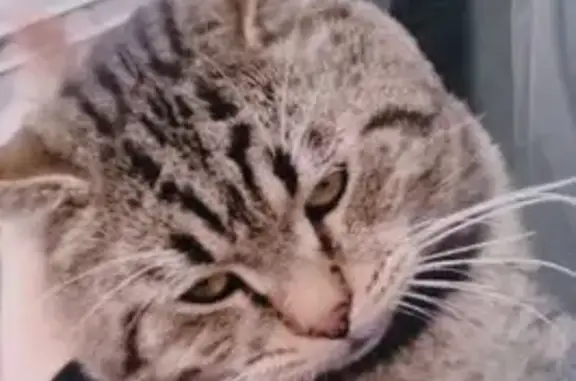 Найдена кошка, Балашиха, фото: Кошка у Пятёрочки, ул. Фучика, Балашиха