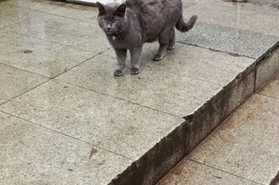 Найдена кошка, Уфа, ул. Степана Злобина, 13