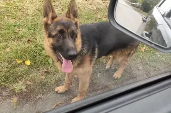 Найдена собака, , фото: Найдена овчарка, Полевая ул., Стрелецкое