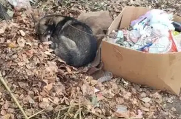 Собака найдена на ул. Карла Маркса, 52