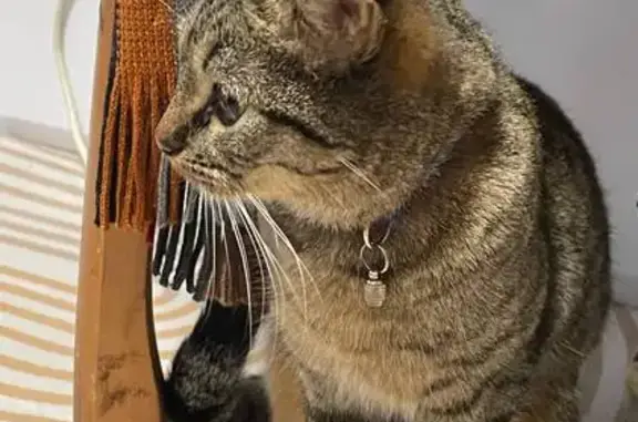 Найдена кошка, Архангельск, фото: Серая кошка найдена: Воскресенская, 103