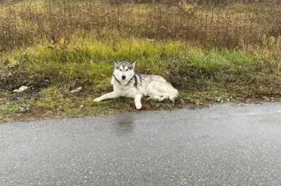 Найдена собака, , фото: Хаски найден на Центральной улице, Беломестное