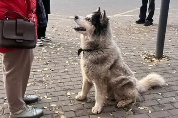Собака найдена у Памятника Славы, Воронеж