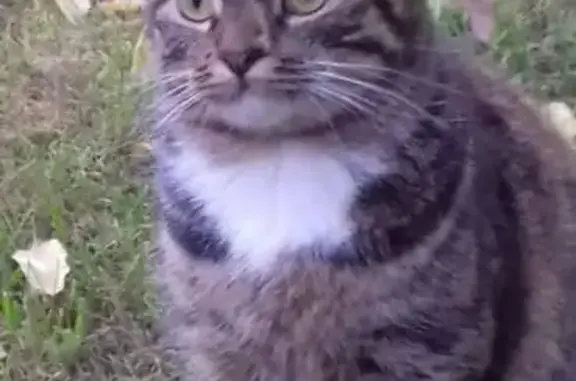 Кошки потеряшки, Кострома, фото: Потеряшка кошка, ул. Милевского, Кострома