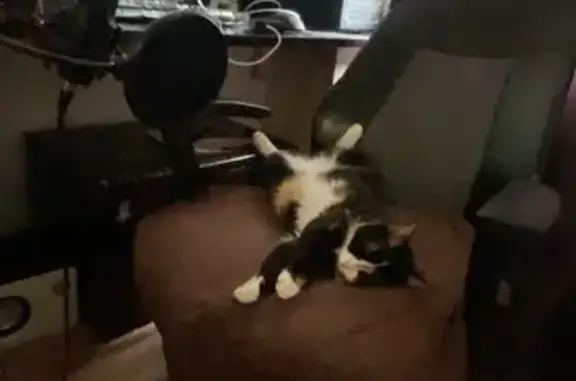 Пропала кошка на Синопской наб., СПб