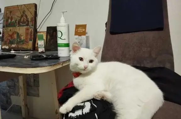 Кошки потеряшки, Курган, фото: Потеряшка котенок, ул. Грицевца, Курган