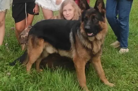 Пропала овчарка, Шепелево, МО