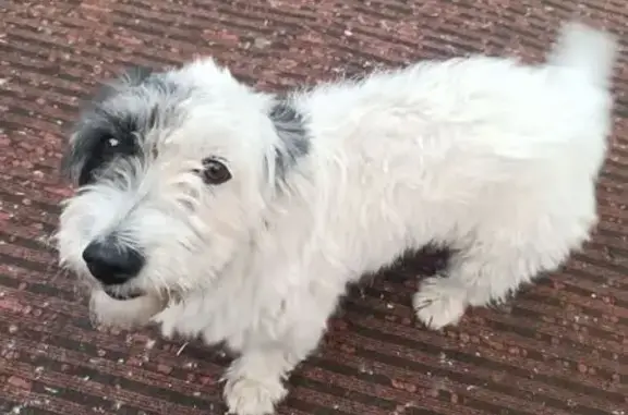 Собаки потеряшки, Абакан, фото: Потеряшка собака, ул. Котовского, Абакан