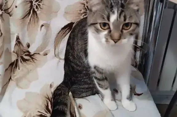 Найдена кошка, Липецк, фото: Кошка найдена, Бехтеева 3, Липецк