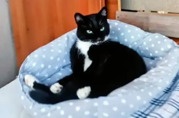 Кошки потеряшки, Московская область, фото: Потеряшка кошка, Меленки, МО