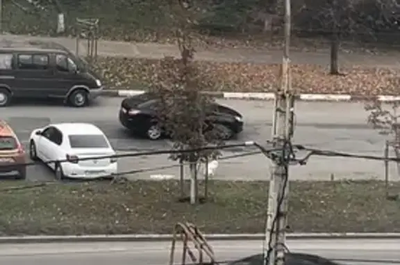 Найдена собака, Белгород, фото: Собака найдена на ул. Губкина, Белгород