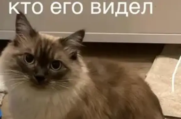 Кошки потеряшки, Зубово, фото: Потеряшка сиамская кошка, Народная 5, Зубово