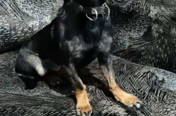 Найдена собака, Горно-Алтайск, фото: Собака найдена, Больничная ул., Горно-Алтайск