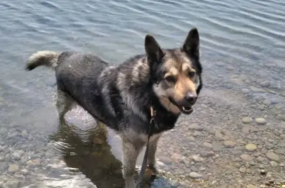 Пропала собака на Дальневосточной, 160