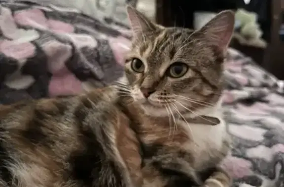 Кошки потеряшки, Вологда, фото: Потеряшка кошка, Старое шоссе 5АК3, Вологда