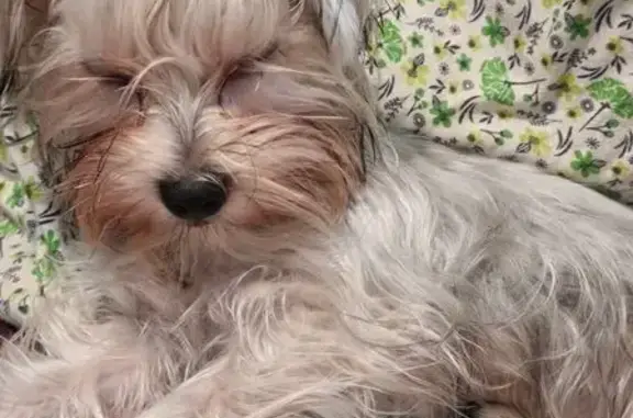 Пропала собака, ул. 21-го Партсъезда