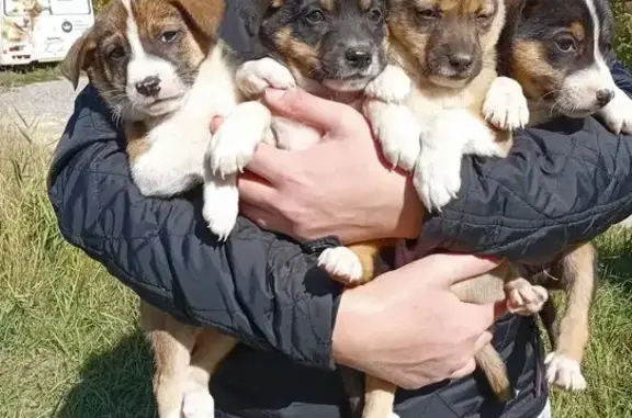 Собаки потеряшки, Ставрополь, фото: Потеряшка собака, Объездная 14А, Ставрополь