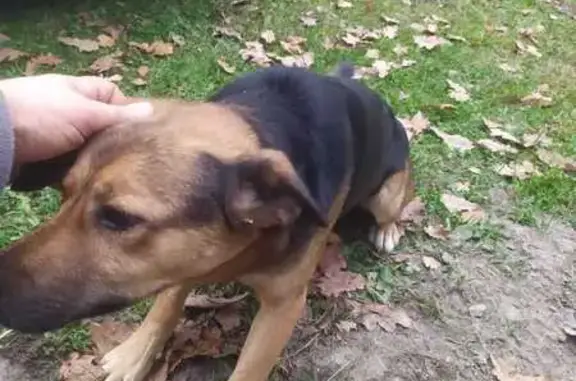 Найдена собака, , фото: Найдена собака: Мирная ул., Нетьинское СП