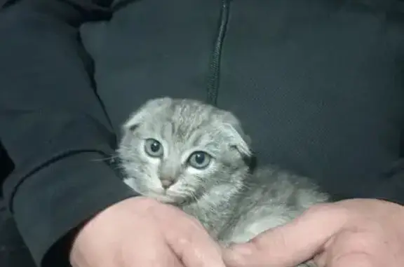 Кошка найдена на ул. Мухамедьярова, 31В