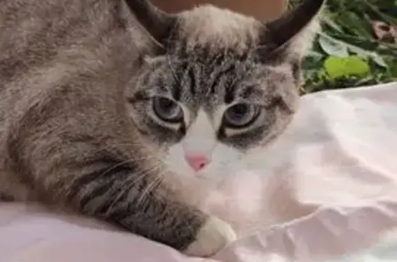 Кошки потеряшки, Томск, фото: Потеряшка кошка, ул. Ивана Черных, Томск