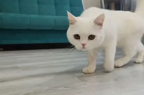 Кошки потеряшки, Реж, фото: Потеряшка кошка, ул. Ленина 72/3, Реж