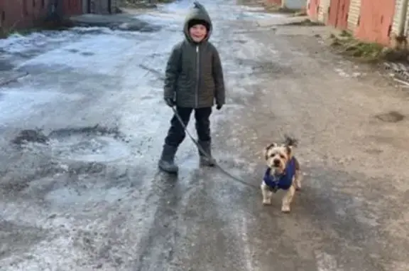 Пропала собака, ул. Интернационалистов 17