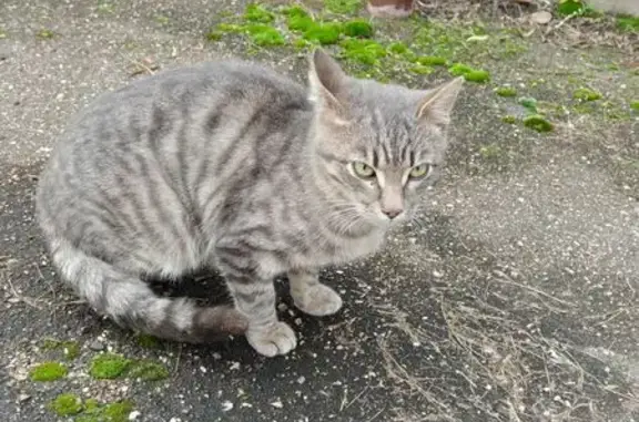 Найдена кошка, Ломоносовский пр., 27 к4