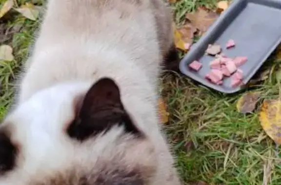 Сиамская кошка найдена на Моховой, Москва