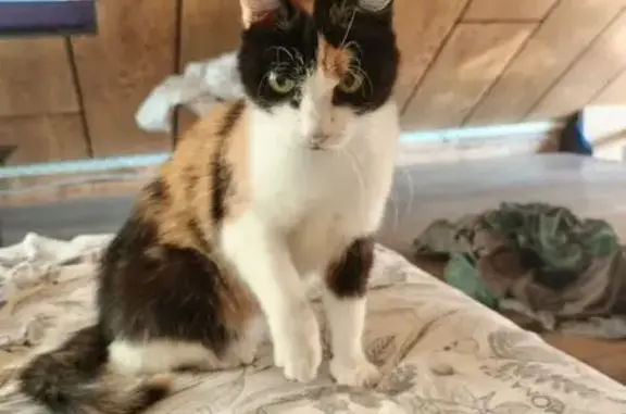 Кошки потеряшки, Ермолаево, фото: Потеряшка черепаховая кошка, Ермолаево