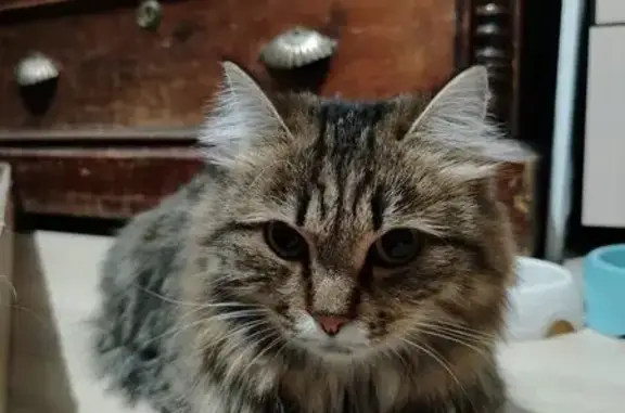 Найдена кошка, Красноярск, фото: Кошка найдена: ул. Побежимова, Красноярск