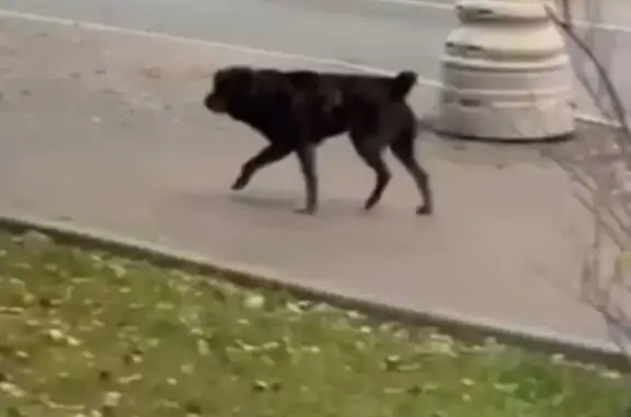 Агрессивный алабай на Большой Очаковской, 2