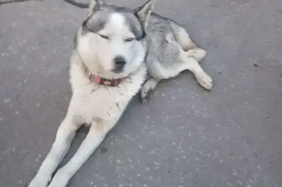 Собака найдена, хромает, Волгоградская ул.