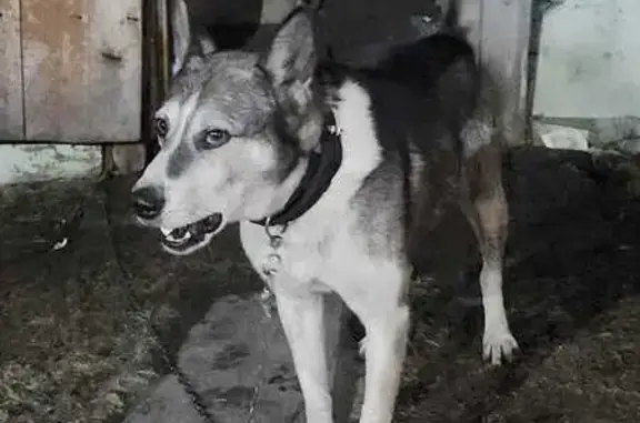 Найдена собака, Кемеровская область, фото: Собака найдена: Кемерово, Кемеровская обл.