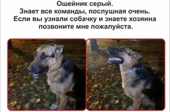 Найдена собака, Воронеж, отзовитесь!