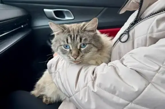 Найдена кошка, Рязань, фото: Кошка найдена: ул. Щорса, 35, Рязань