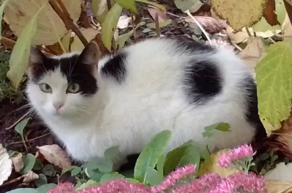 Кошка найдена: ул. Н. Сусловой, 3 к2, Н. Новгород