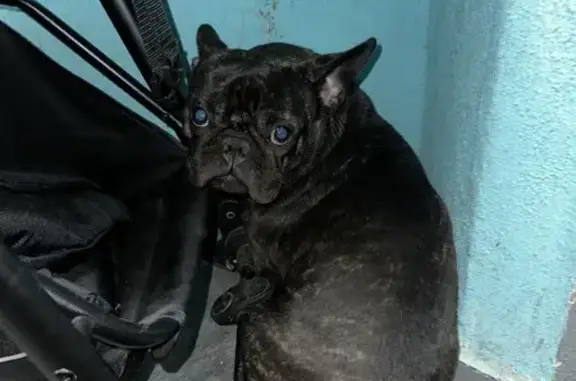 Найдена собака, Брянск, фото: Собака найдена: Брянск, Песчаная 1