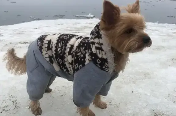 Пропала собака, Тигровая ул. 26, Владивосток