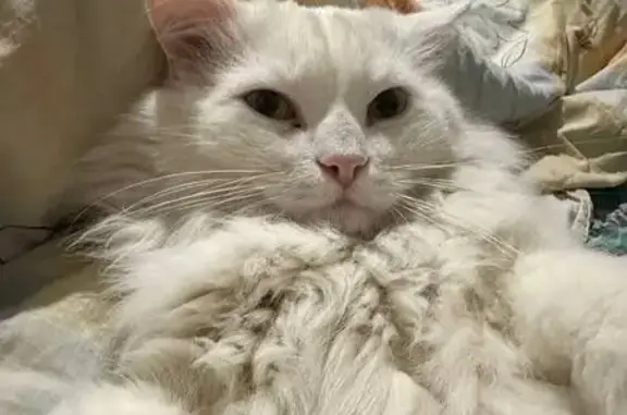 Пропала кошка, Знаменская ул., Старая Кашира