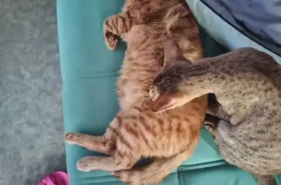 Пропала кошка, ул. Чапаева, 6, Новомосковск