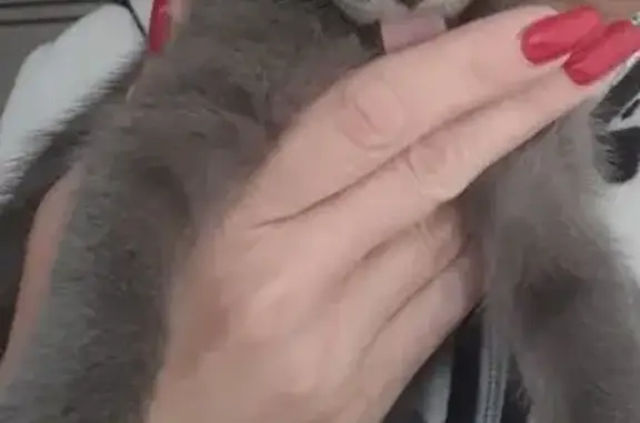 Пропала кошка, ул. Лескова, Новобессергеневка