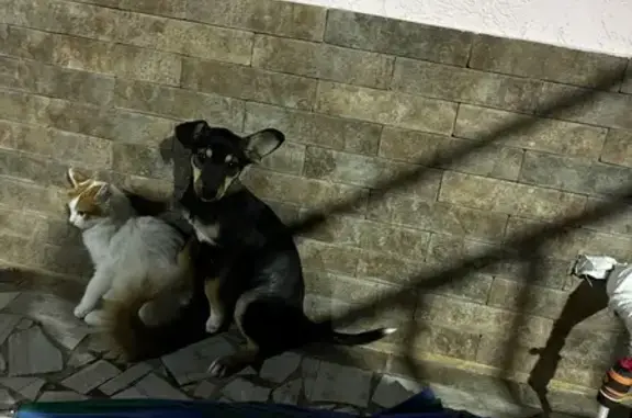 Собаки потеряшки, , фото: Потеряшка собака, Удачная ул., Супсех